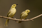 Image. Yellow-tinted Honeyeater