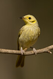 Image. Yellow-tinted Honeyeater