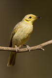 Image. Yellow-tinted Honeyeater