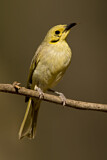 Image. Yellow-tinted Honeyeater