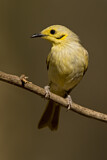 Image. Yellow-tinted Honeyeater