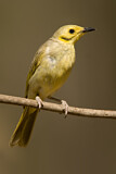 Image. Yellow-tinted Honeyeater