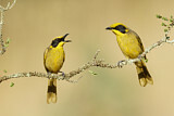 Image. Yellow-tufted Honeyeater
