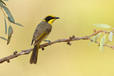 Image. Yellow-tufted Honeyeater