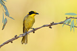 Image. Yellow-tufted Honeyeater