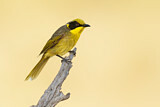 Image. Yellow-tufted Honeyeater