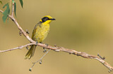 Image. Yellow-tufted Honeyeater