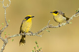 Image. Yellow-tufted Honeyeater