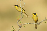 Image. Yellow-tufted Honeyeater