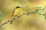 Image. Yellow-tufted Honeyeater