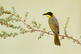 Image. Yellow-tufted Honeyeater