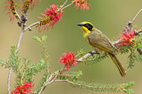 Image. Yellow-tufted Honeyeater