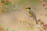 Image. Yellow-tufted Honeyeater