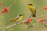 Image. Yellow-tufted Honeyeater