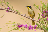 Image. Yellow-tufted Honeyeater
