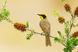 Image. Yellow-tufted Honeyeater