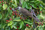 Image. Yellow-vented Bulbul
