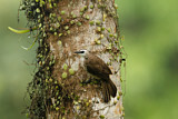 Image. Yellow-vented Bulbul
