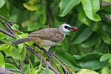 Image. Yellow-vented Bulbul