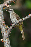 Image. Yellow-vented Bulbul