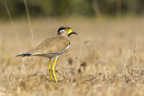 Image. Yellow-wattled Lapwing