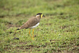 Image. Yellow-wattled Lapwing