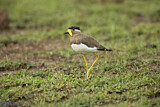 Image. Yellow-wattled Lapwing