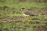 Image. Yellow-wattled Lapwing
