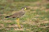 Image. Yellow-wattled Lapwing