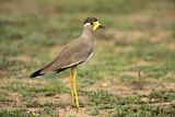 Image. Yellow-wattled Lapwing