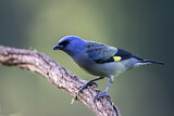 Image. Yellow-winged Tanager