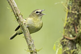 Image. Yellow-winged Vireo