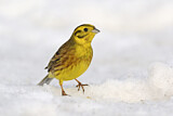Image. Yellowhammer