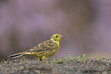 Image. Yellowhammer