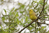 Image. Yellowhammer