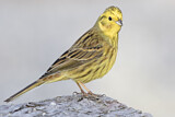 Image. Yellowhammer