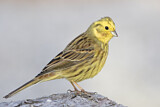 Image. Yellowhammer
