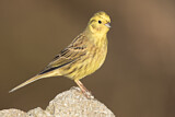Image. Yellowhammer