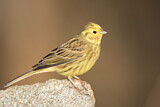 Image. Yellowhammer