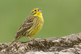 Image. Yellowhammer