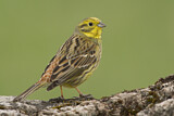 Image. Yellowhammer