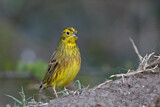 Image. Yellowhammer