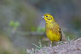 Image. Yellowhammer