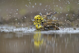 Image. Yellowhammer