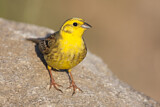 Image. Yellowhammer