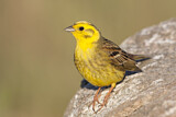 Image. Yellowhammer