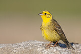Image. Yellowhammer