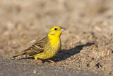 Image. Yellowhammer
