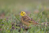 Image. Yellowhammer