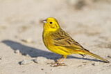 Image. Yellowhammer